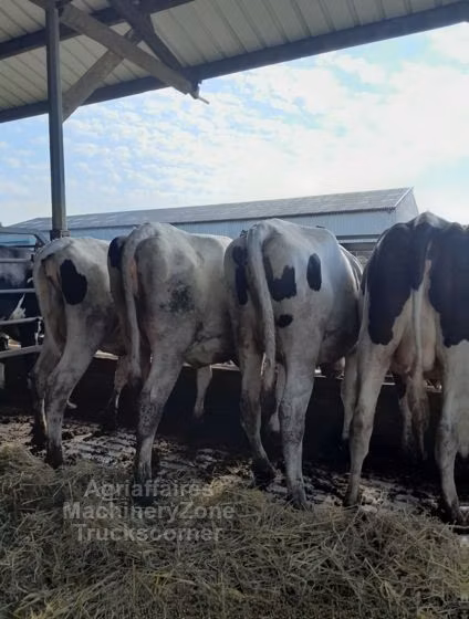 Holsteinras