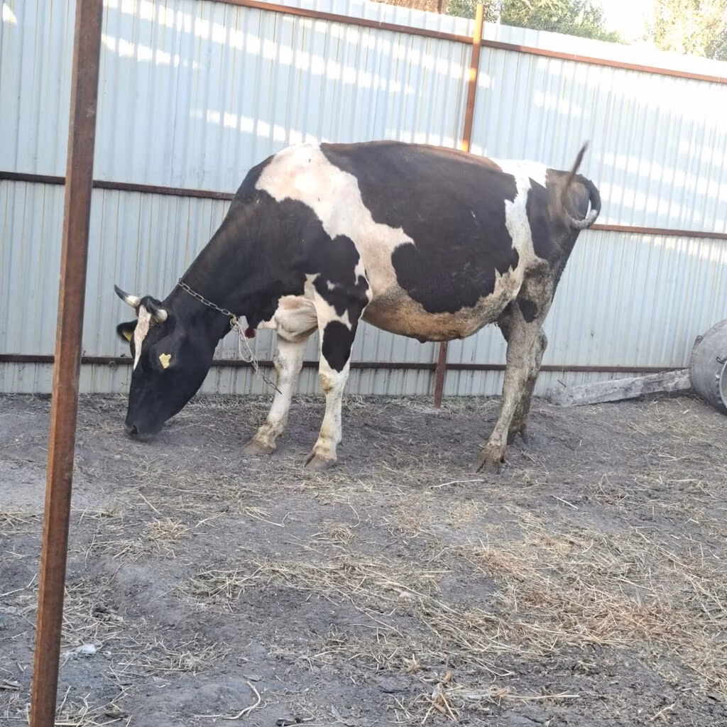 Holstein-race