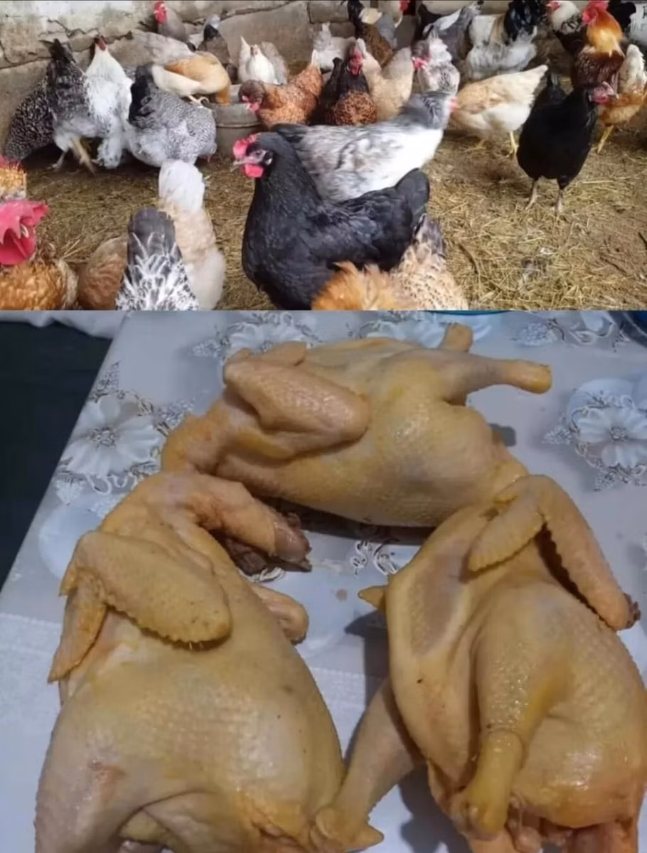 Brahma