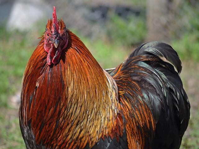 Pekin-Zwerg