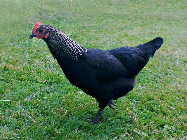 Norfolk Grau
