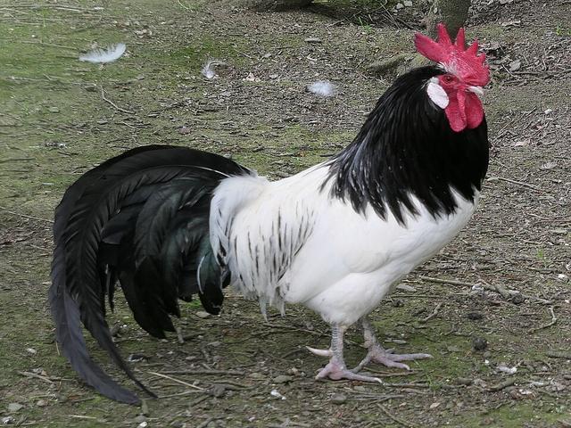 لاکنفلدر