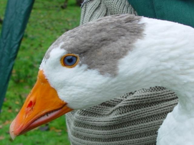 トウェンテ